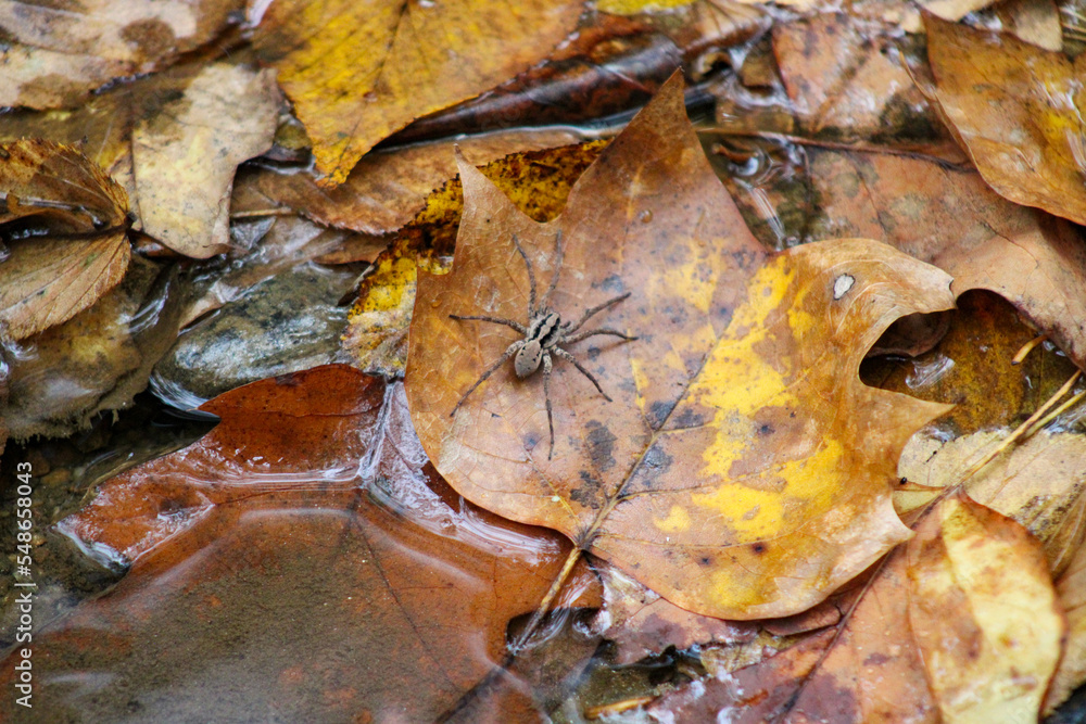 Spider in leaves