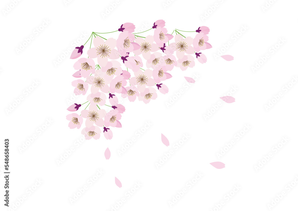 桜の花　大きく集まった桜の花の房と舞い散る花びら