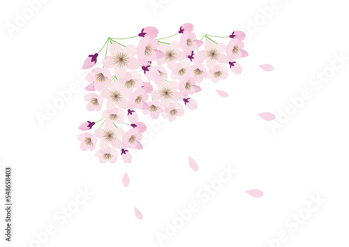 Fototapeta Naklejka Na Ścianę i Meble -  桜の花　大きく集まった桜の花の房と舞い散る花びら