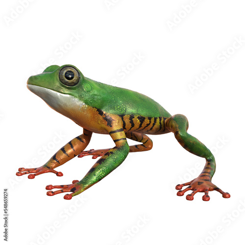 Illustration of a tropical frog