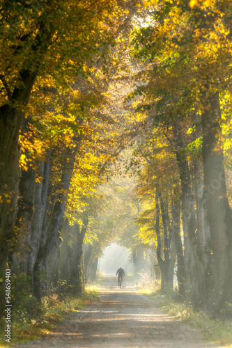 Fotobehang autumn morning in old trees avenue