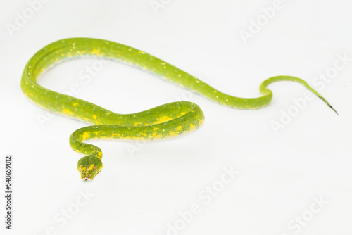 Green Tree Python Morelia viridis snake biak isolated on white background 