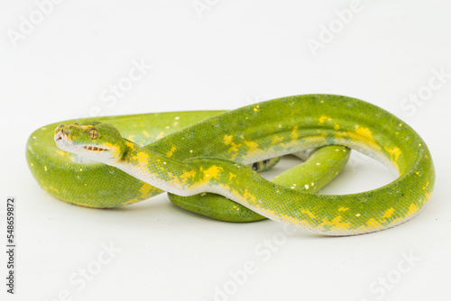 Green Tree Python Morelia viridis snake biak isolated on white background
