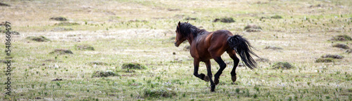 Blood bay wild horse stallion running fast in the Pryor mountains of Wyoming in the western United States
