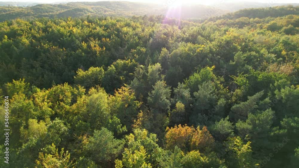 Picturesque aerial view of colorful golden, green and yellow trees in the forest on golden hour Picturesque aerial view of colorful golden, green and yellow trees in the forest on golden hour
