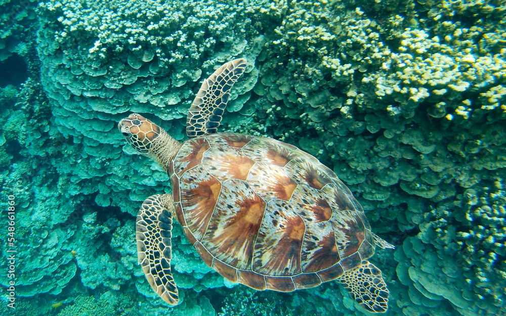 Fototapeta premium Sea Turtle