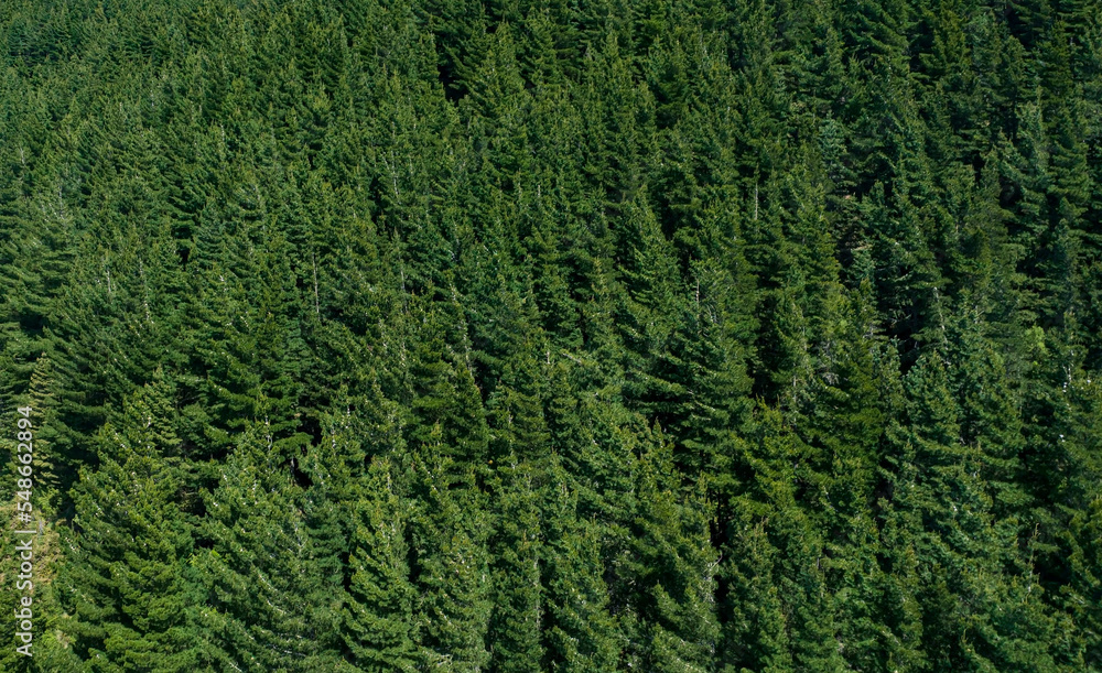 Aerial view of  evergreen pine wood from drone