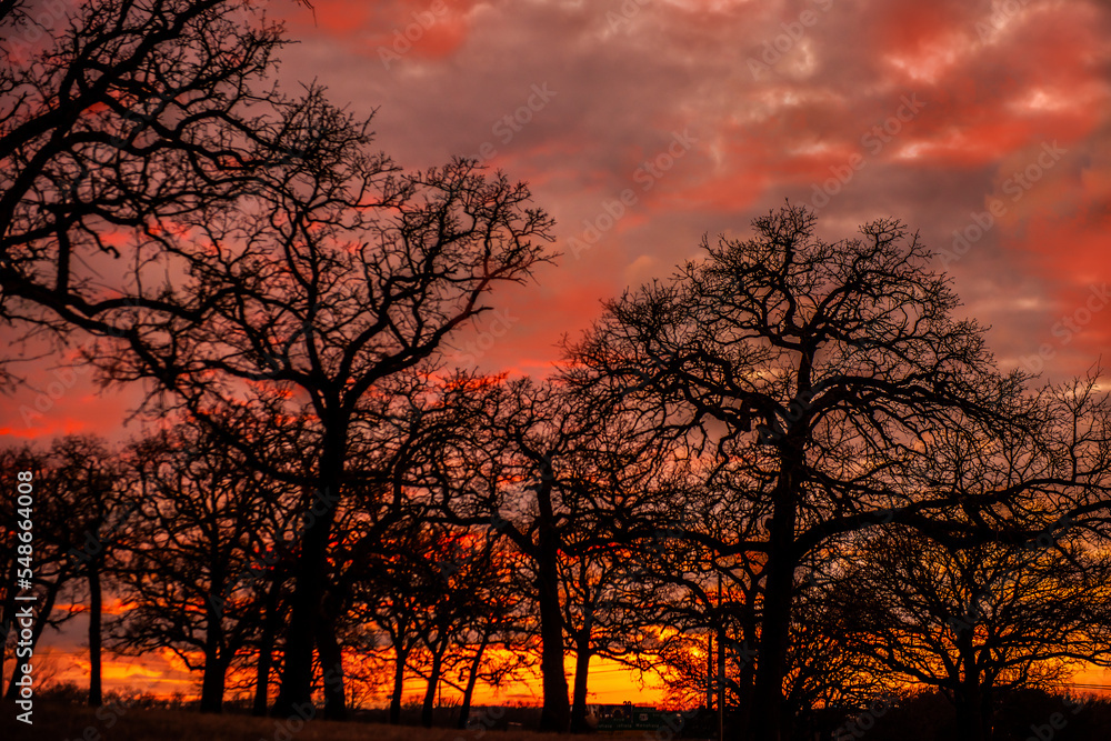 Trees in Sunset