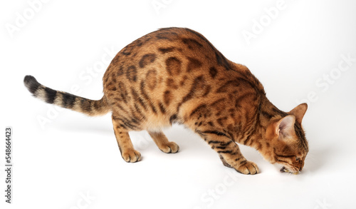 Bengal cat eats on a white background.