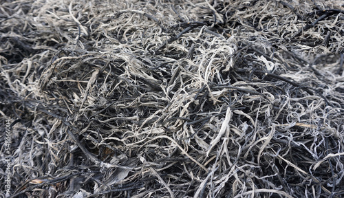 The ashes from burnt firewood for use as fertilizer for trees planted in an agricultural orchard.