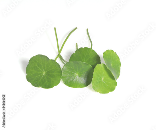 Close up many Indian Pennywort or Centella asiatica leaves isolated on white background. The side of green leaves on stalk. 