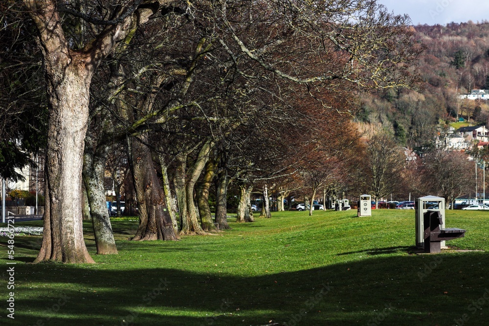 trees in the park trees in the park