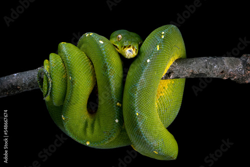 Green tree python snake on branch, Chondropython viridis snake closeup with black background