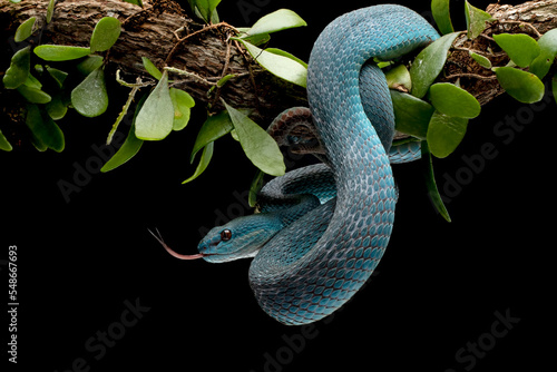 Blue viper snake closeup face, head of viper snake