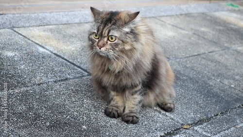 A Persian cat is looking around and curious, outdoor scene.	