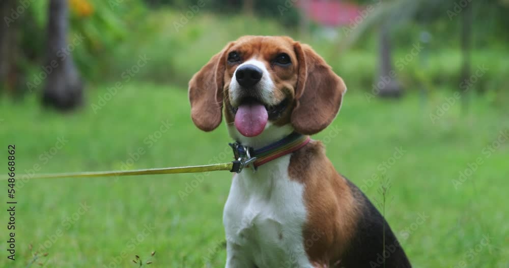 Front shot of a cute beagle puppy on a rainbow leash sits on a green grass lawn in a park. Close-up portrait of an adorable doggy outdoors. Animal theme for advertising Front shot of a cute beagle puppy on a rainbow leash sits on a green grass lawn in a park. Close-up portrait of an adorable doggy outdoors. Animal theme for advertising