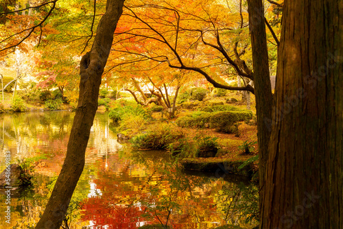Photos 逆さ紅葉　成田山公園紅葉まつり