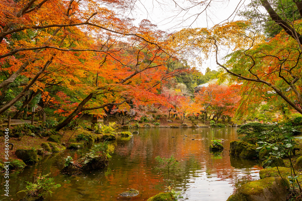 成田山公園紅葉まつり 成田山公園紅葉まつり