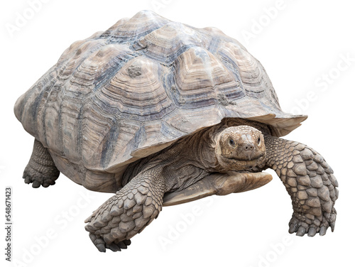 Turtle isolated on white background.