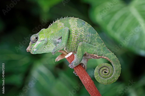 Fischer Chameleon on the banch
