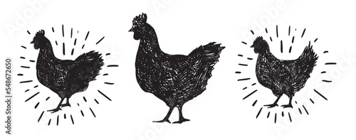 Fotografiet Chicken hand drawn illustration, Vector illustration.