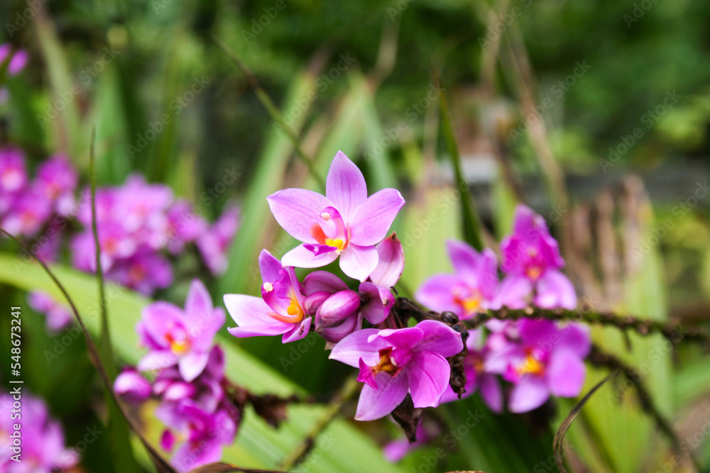 Purple orchids blooming in the morning in a Thai garden
