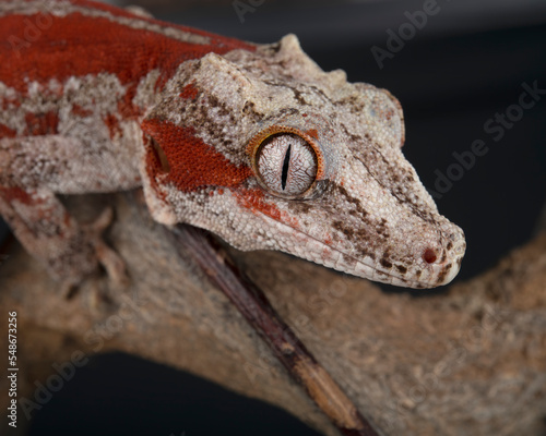 Gargoyle Gecko photographed against a black background