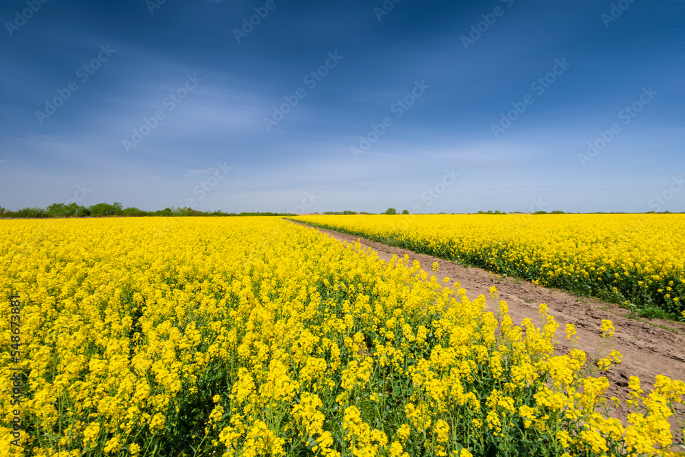 Canola fields for biodiesel, in remote rural area in Europe Canola fields for biodiesel, in remote rural area in Europe