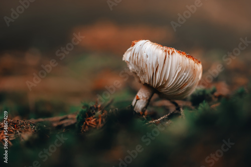 Close-up of a mushroom with a lamellar structure photo