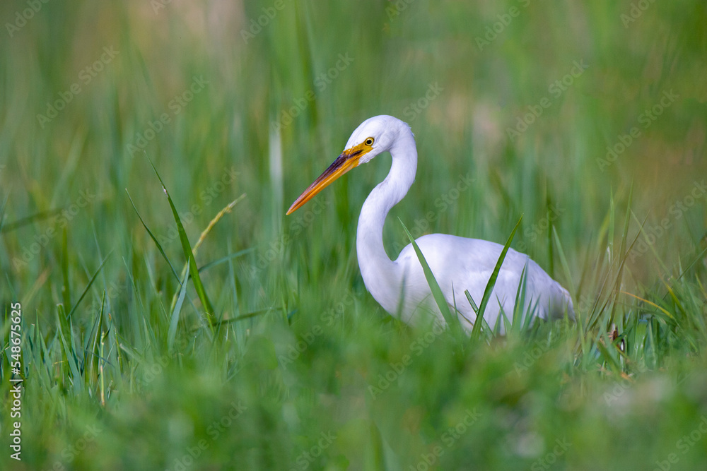 Great Egret (Arden alba) in the grass Great Egret (Arden alba) in the grass