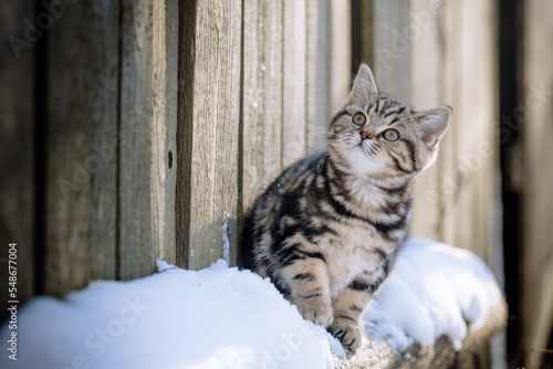 Kleine Kätzchen im Schnee - Katze im Winter