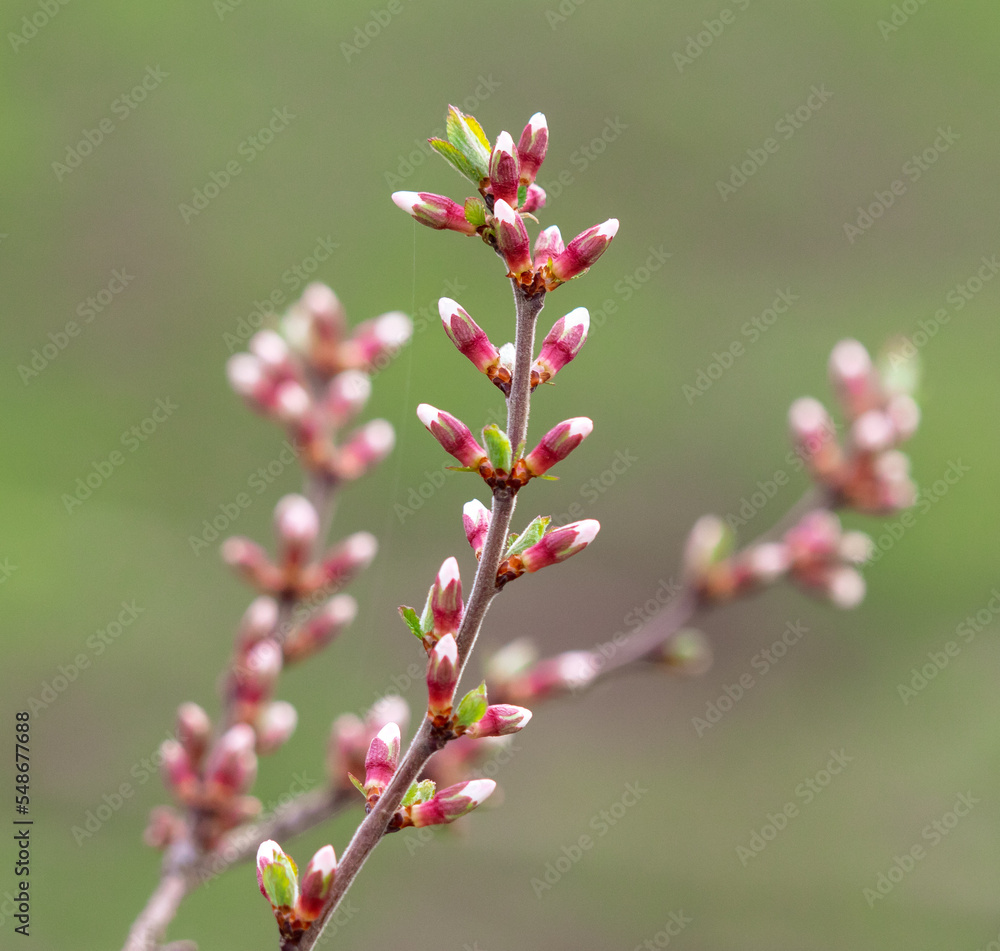 Closed flowers in buds on a cherry tree in spring. Closed flowers in buds on a cherry tree in spring.