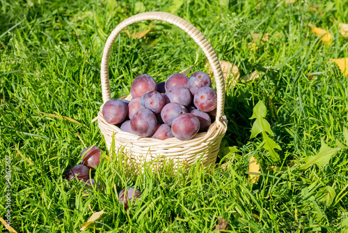 In a light-colored wicker basket on the grass, there is a ripe, delicious, freshly picked plum.