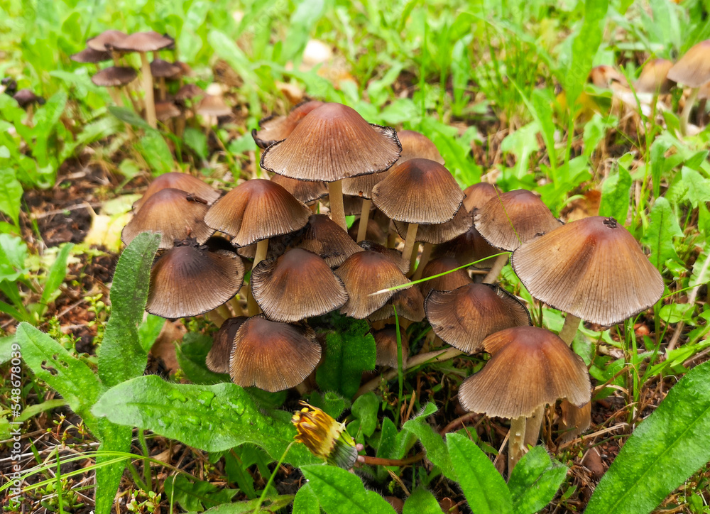 Not a edible mushroom in the woods. Not a edible mushroom in the woods.