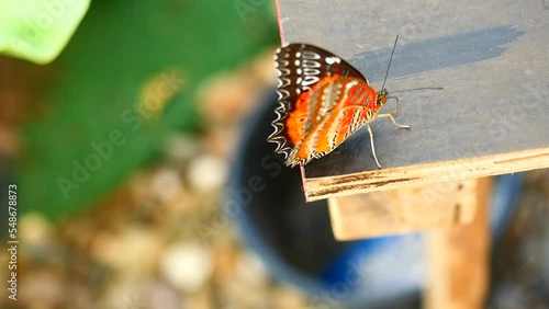 Red Lacewing Buterfly ( Cethosia biblis perakana ) spreading wings on table, Orange with red with yellow with black stripes and white spots on tropical insect wing photo