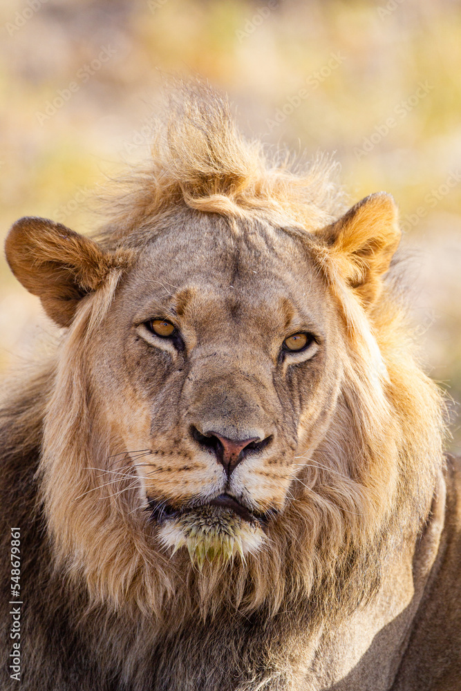 Young black-maned lion calling at a water hole in the Kalahari desert, South Africa Young black-maned lion calling at a water hole in the Kalahari desert, South Africa