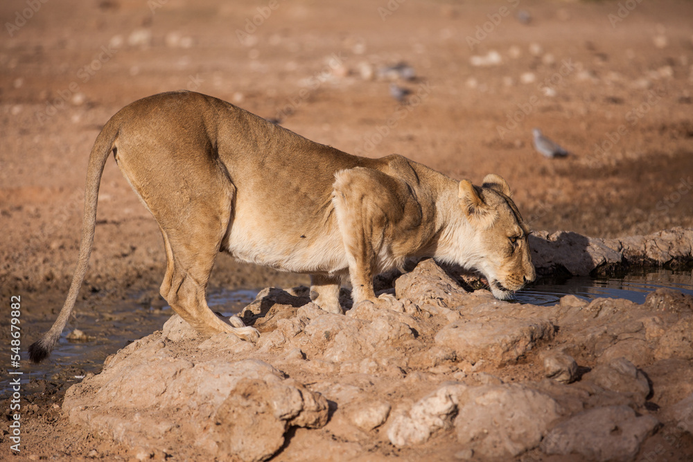 Young lioness drinking from a waterhole in the Kalahari in South Africa Young lioness drinking from a waterhole in the Kalahari in South Africa