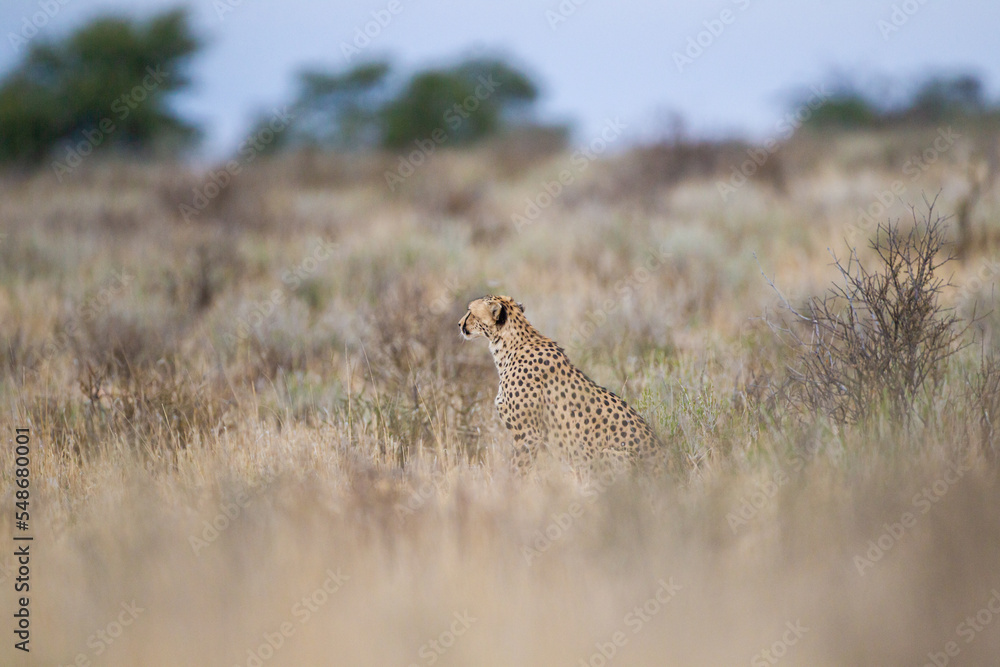 Cheetah hunting in the dry riverbeds of the Kgalagadi Transfrontier Park, South Africa Cheetah hunting in the dry riverbeds of the Kgalagadi Transfrontier Park, South Africa
