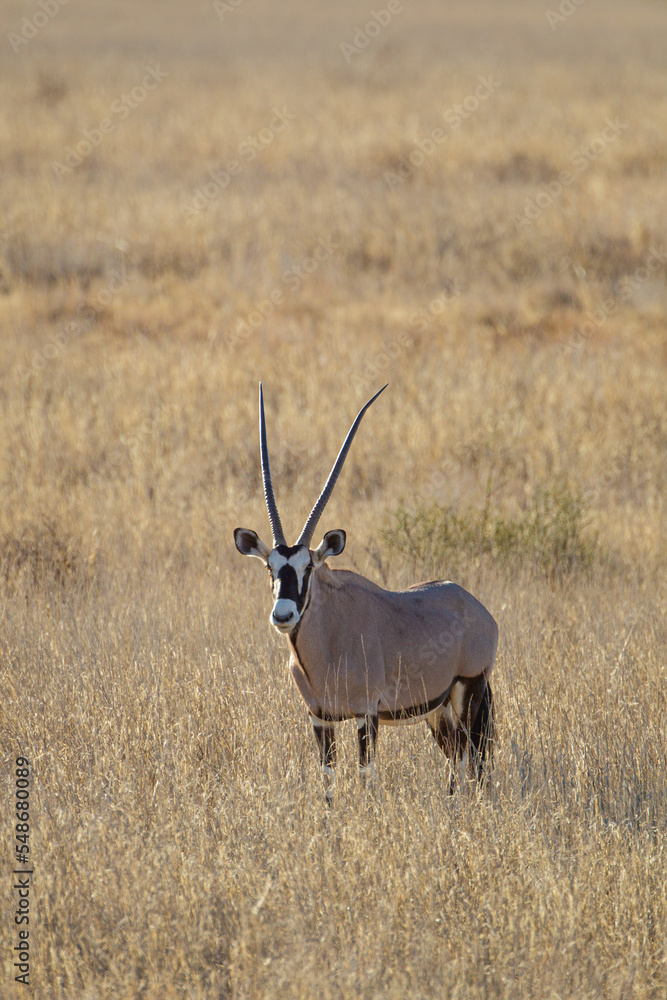 Gemsbok or oryx grazing in the Kalahari desert in South Africa Gemsbok or oryx grazing in the Kalahari desert in South Africa