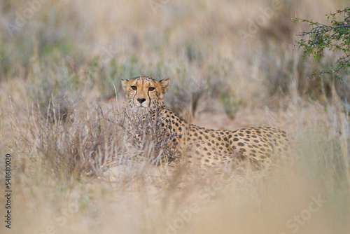 Cheetah hunting in the dry riverbeds of the Kgalagadi Transfrontier Park, South Africa