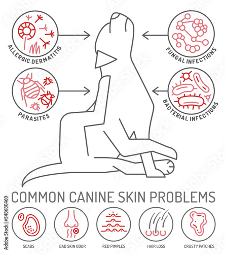 Dog skin problems infographic. Editable vector illustration