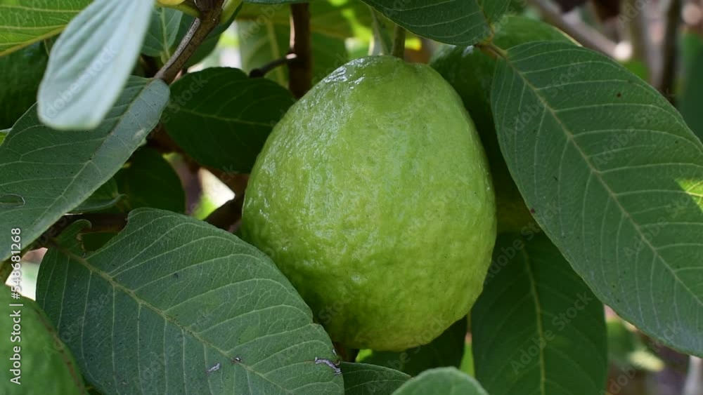 Close view of green guava fruit hanging on tree, guava fruit hanging view Close view of green guava fruit hanging on tree, guava fruit hanging view
