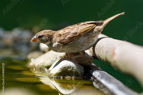 Juvenile house sparrow at bird water hole. Czechia.