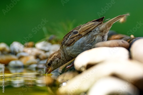 Juvenile sparrow drinks water from a bird's water hole. Czechia. 