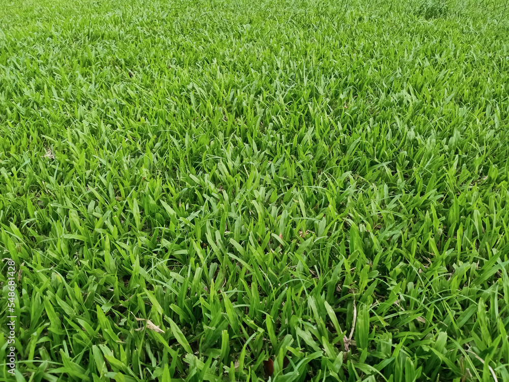 green grass in the wind green grass in the wind