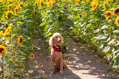 Photography dog dogs in sunflower field sunflowers fields farm nature pet man's best friend