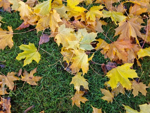 vibrant bright yellow autumn leaves on cold green grass 
