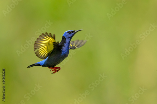 Red-legged honeycreeper (Cyanerpes cyaneus) is a small songbird species in the tanager family (Thraupidae). It is found in the tropical New World 