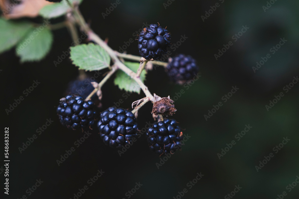 wild blackberry branch and fruits. Selective Focus ripe Fruits wild blackberry branch and fruits. Selective Focus ripe Fruits