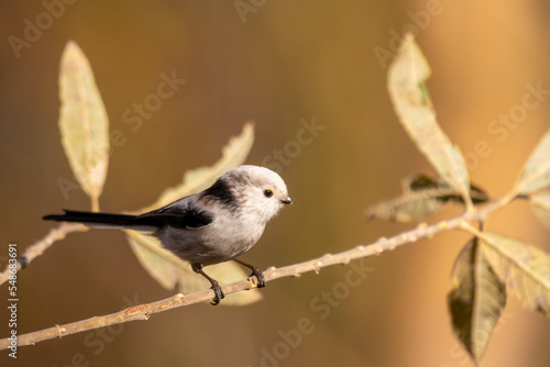 longtailed tit sitting on a twig photo
